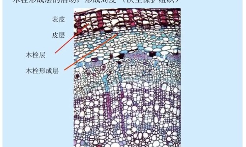 包皮是什么样子的图片-专业包皮是啥样平台-包皮的样子是什么样子